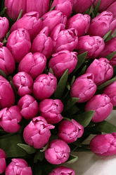 Pink tulips
